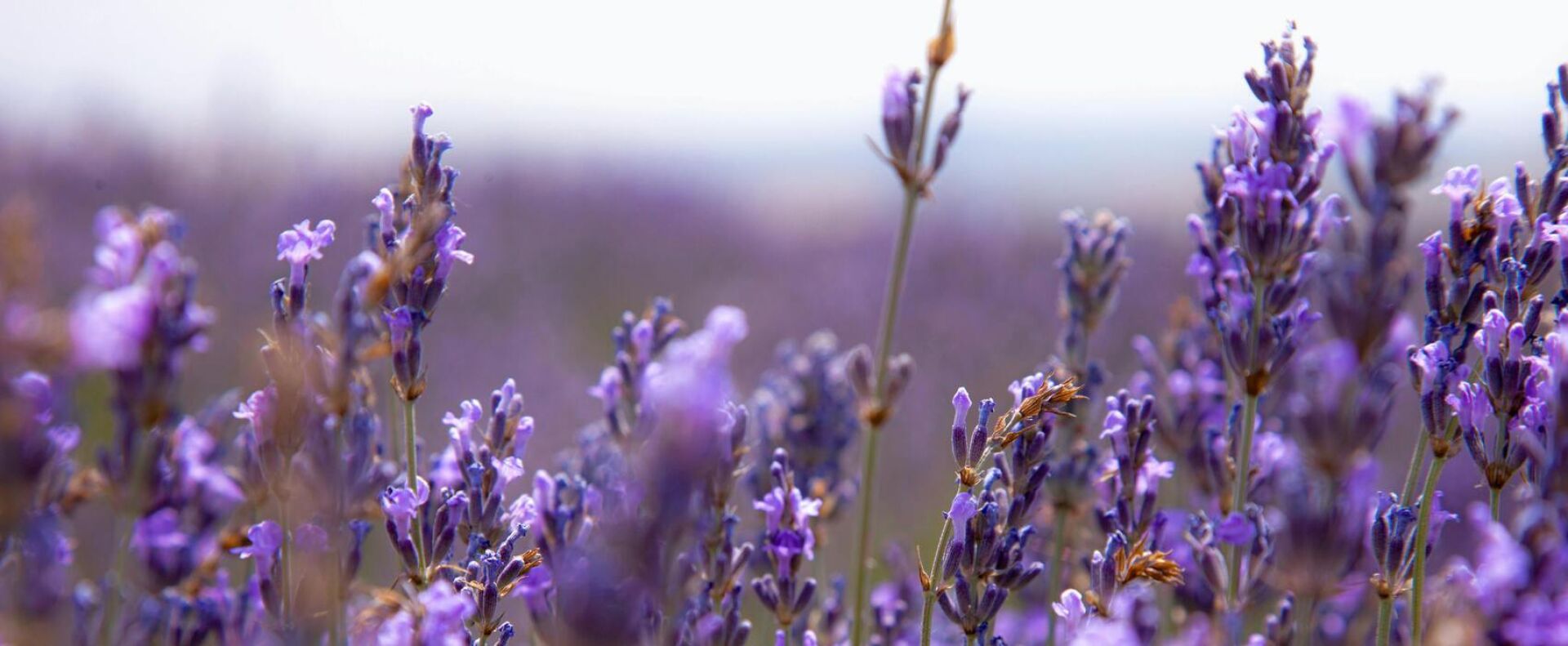 Consultez nos pageformation